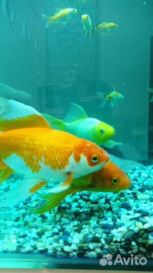 Аквариумные рыбки