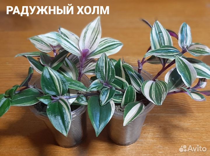 Традесканции сортовые 1