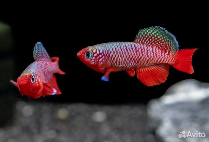 Африканские рыбки килли