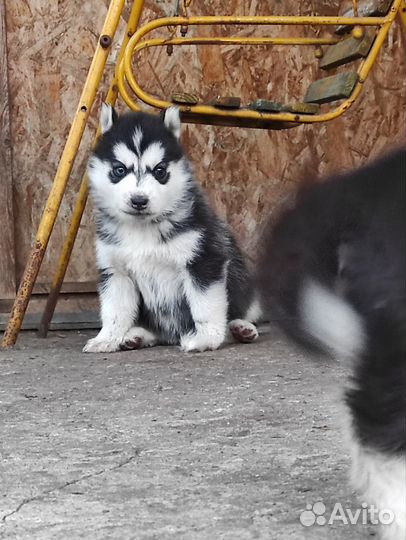 Шенки Сибирской Хаски