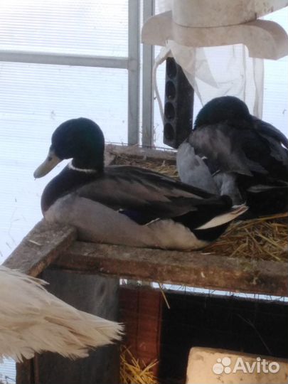 Продаётся птица