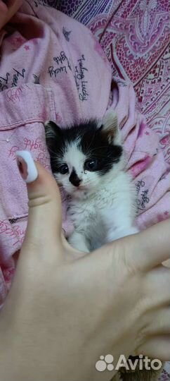 Котенок в добрые руки