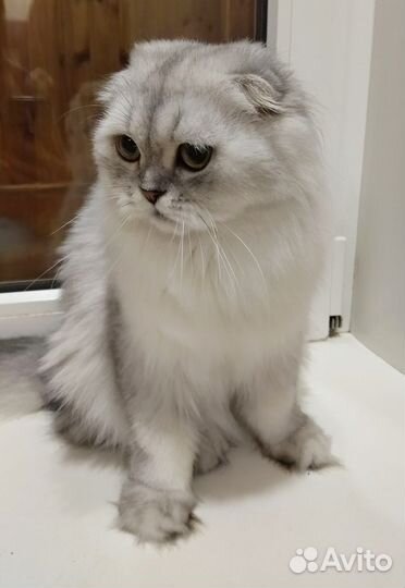 Хайленд фолд девочка