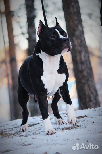 Передержка домашних животных