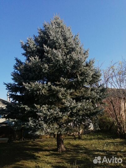 Голубая ель продажа