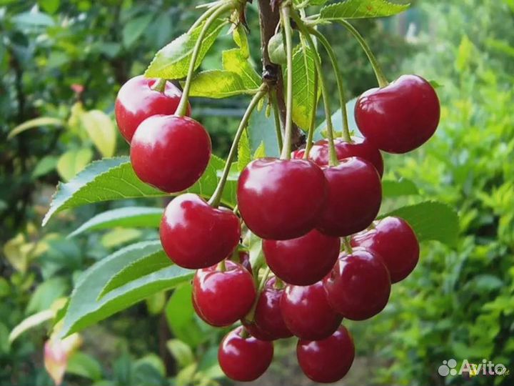 Продам вишню