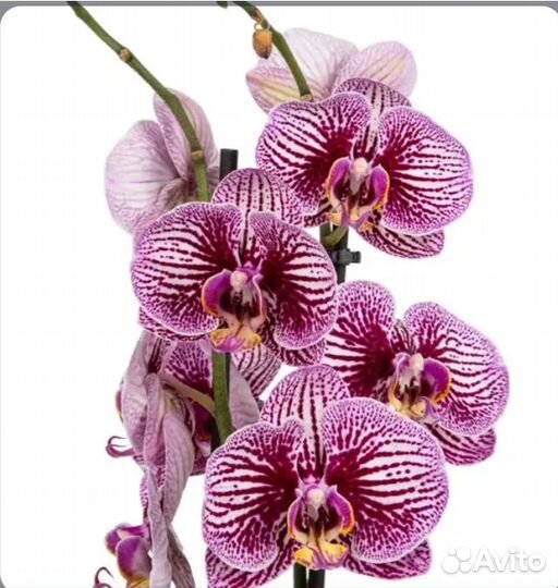 Орхидея Блек Страйпс
