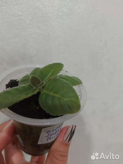 Глоксиния Импресс Парпл