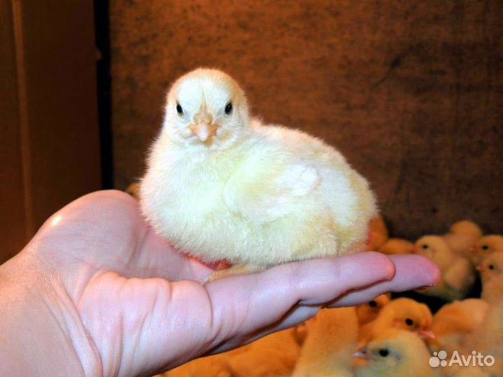 Цыплята бройлеры кобб 500 Чехия