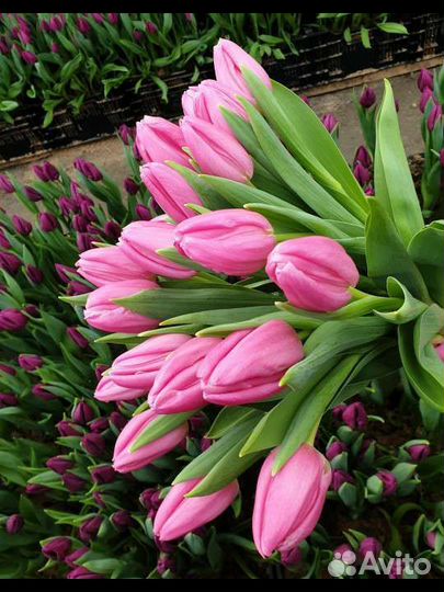 Луковицы тюльпанов мелким оптом