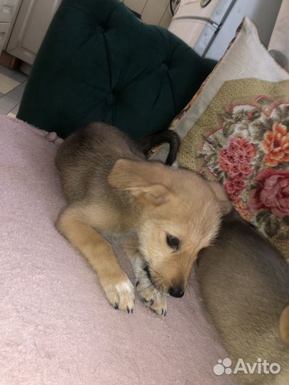 Отдам даром добрые руки щенка