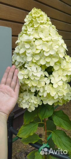 Гортензия Полярный медведь