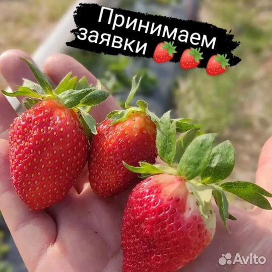 Клубника фермерская местная