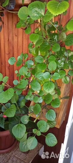 Комнатные цветы