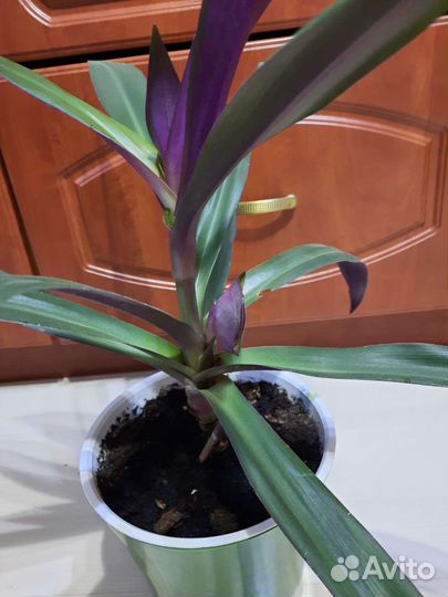 Рео разноцветный и др.комн.цветы