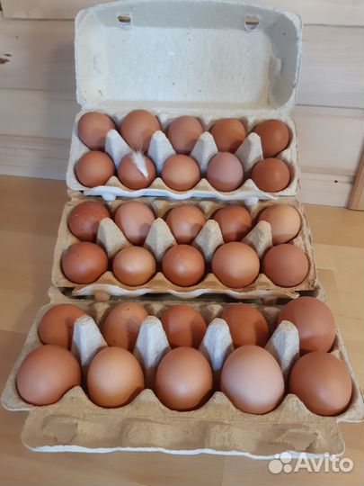 Домашние куриные яйца