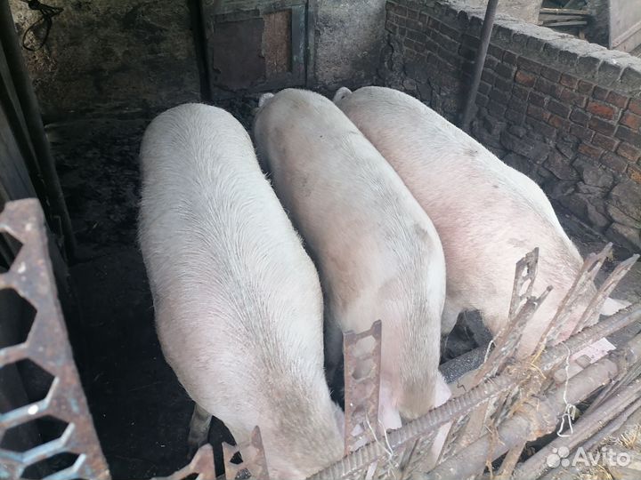 Свиноматки