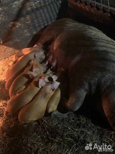 Поросята породы дюрок
