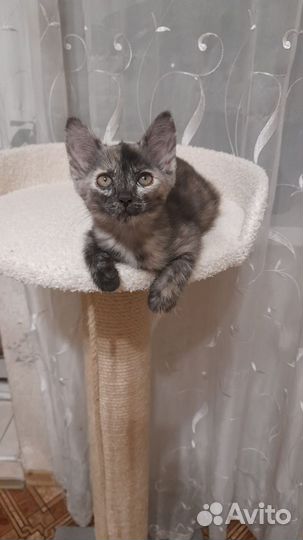 Кошечка