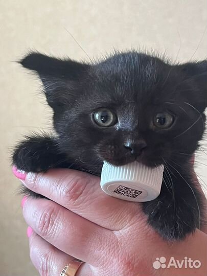 Котенок- мальчик