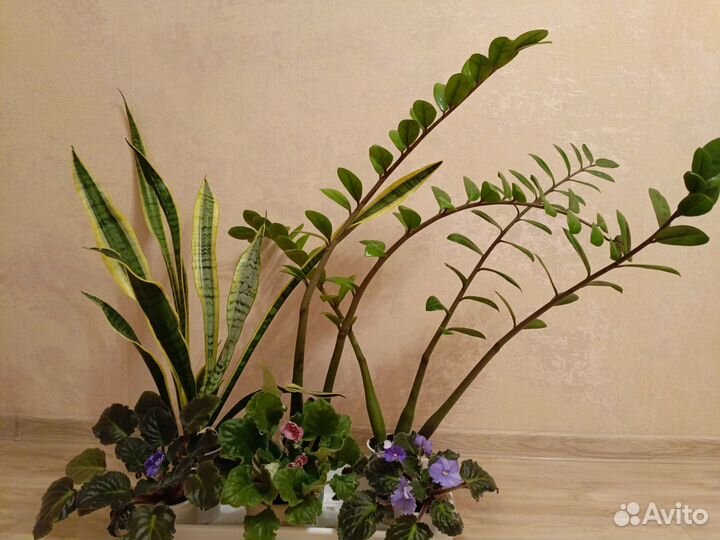 Замиокулькас и другие