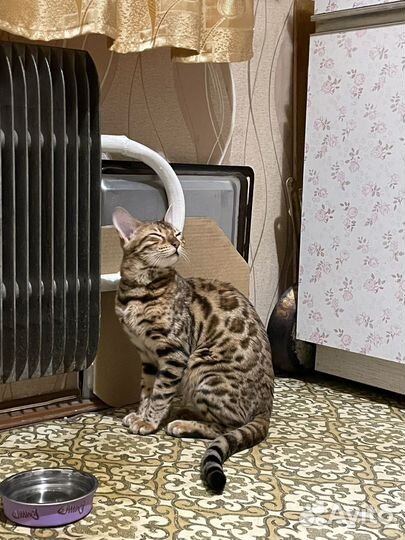 Бенгальская кошка в добрые руки