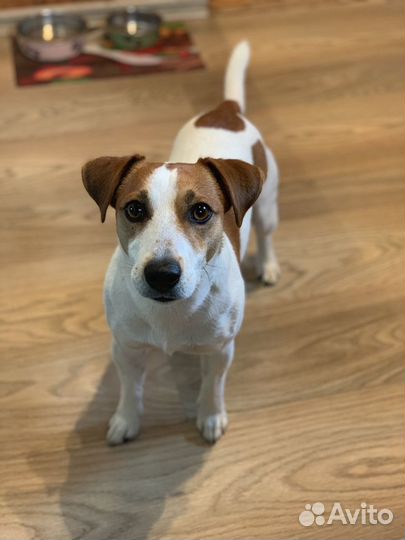 Джек Рассел терьер Вязка