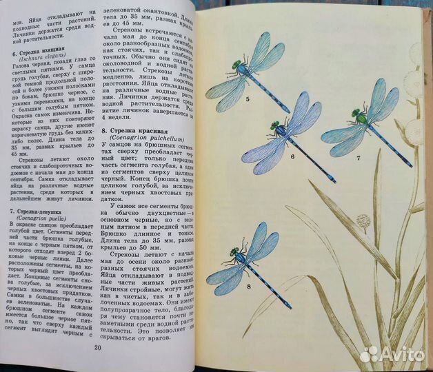 Атлас определитель насекомых