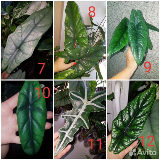 Алоказии Клубни