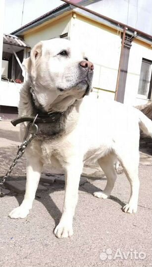 Кобель лабрадора ретривера для вязки