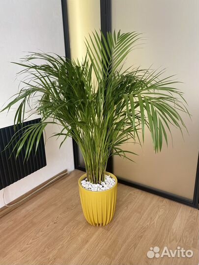 Сочная пальма дипсис 120 см. в кашпо или без