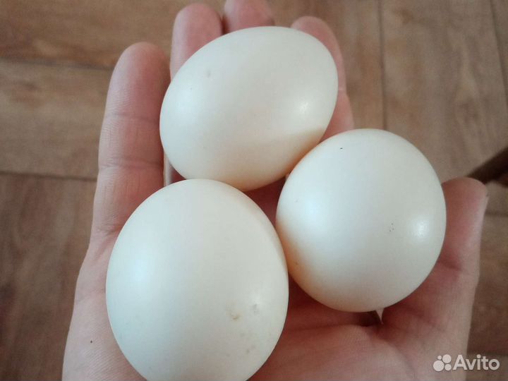 Яйцо индоутки на инкубацию