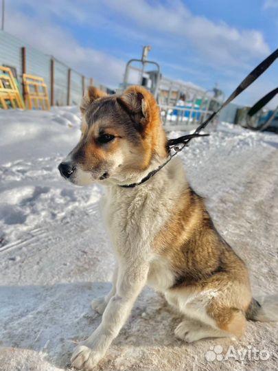 Щенок в добрые руки