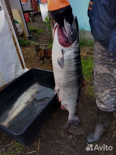 Чавыча свежая крупная серебро