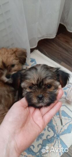 Щенок йорка