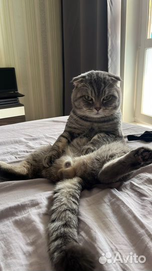 Шотландский кот вязка бесплатно