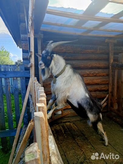 Козел альпийский