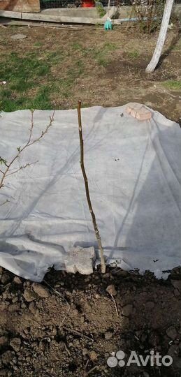 Саженцы персика некторин