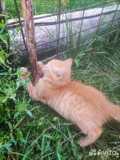 Рыжий котенок