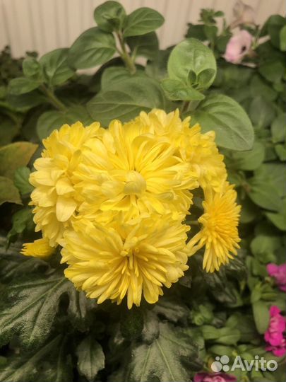 Хризантема корейская