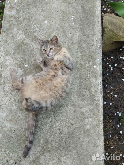 Кошки бесплатно