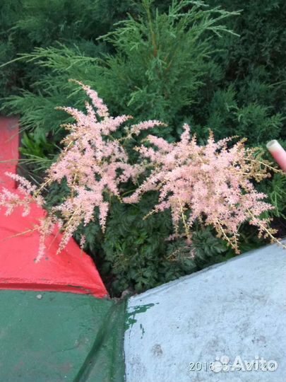 Астильбы для украшения вашего сада