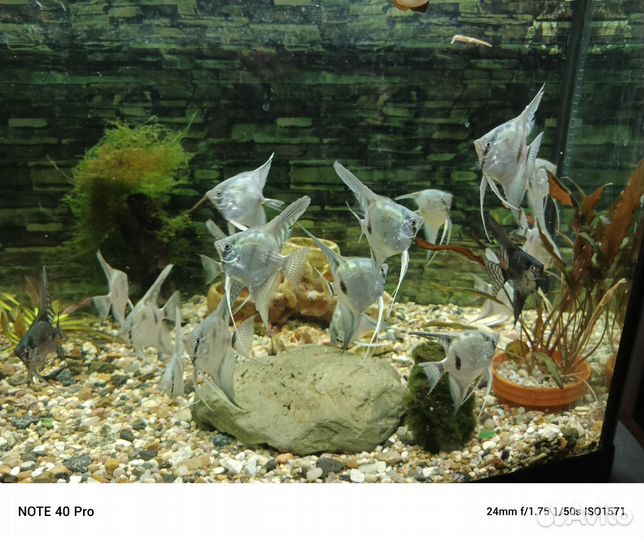 Скалярии голубые