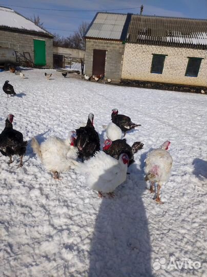 Индюки домашние мясо