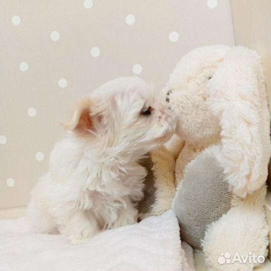 Мальтийская болонка микро