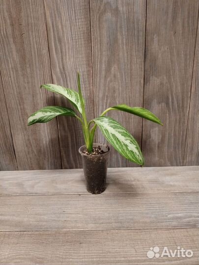 Аглаонема сильвер бей