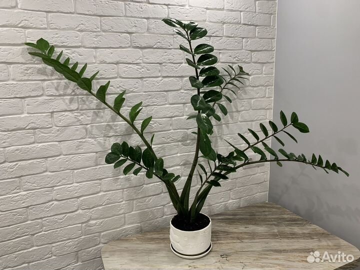 Замиокулькас