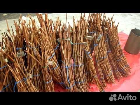 Черенки винограда купить в Севастополе | Товары для дома и дачи | Авито