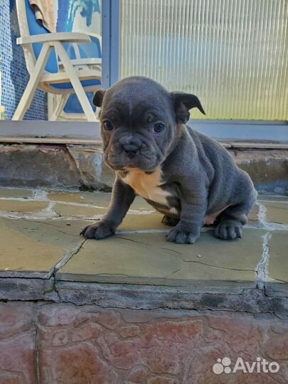 Голубой бульдог