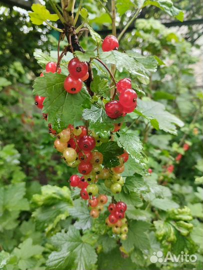 Магония падуболистная желтая